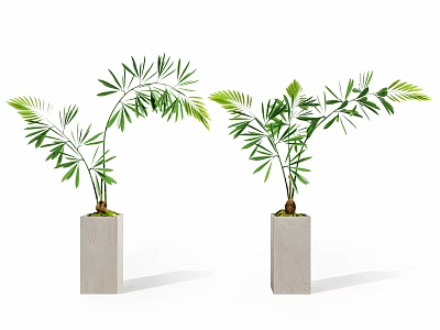 Two Bonsai Potted Plants in White Square Pots with Lush Green Leaves Adding Natural Charm 3d model