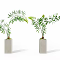 Two Bonsai Potted Plants in White Square Pots with Lush Green Leaves Adding Natural Charm