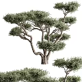 Lush Green Evergreen Tree with Curved Trunk Dense Foliage and Natural Shape in Garden Landscape