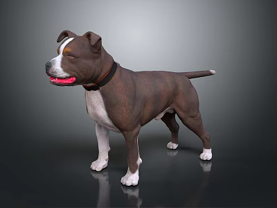 Brown and White Staffordshire Bull Terrier Standing with Collar and Muscular Build 3d model