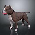 Brown and White Staffordshire Bull Terrier Standing with Collar and Muscular Build