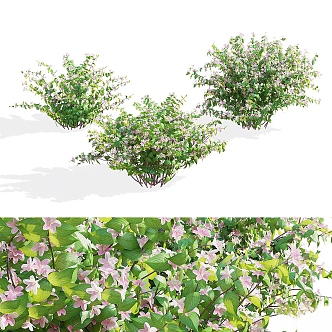 Wegila Blossoms 3 Bush Weigela florida 3d model