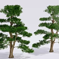 Two Elegant Arbor Trees With Lush Green Foliage And Brown Trunks For Landscape