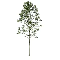 Various Arbor Tree Varieties Featuring Lush Green Foliage And Sturdy Trunks 3d model