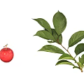 Healthy Arbor Tree With Red Fruits And Green Leafy Branches