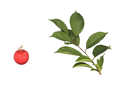 Healthy Arbor Tree With Red Fruits And Green Leafy Branches 3d model