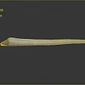 Elephant Ivory Tusk With White Body Yellow Tip And Spotted Surface