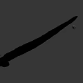 Slender Aquatic Fish With Elongated Gray Body And Streamlined Shape In Neutral Background