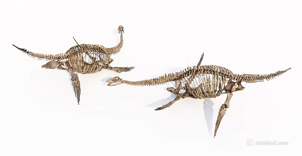 Medical Device Anatomical Skeleton Models For Educational Training And 3d model