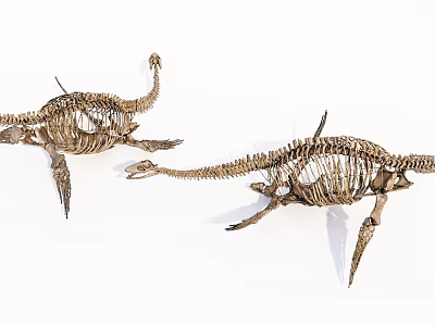 Medical Device Anatomical Skeleton Models For Educational Training And 3d model