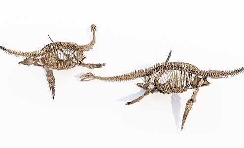 Modern skeleton dinosaur plesiosaurus dinosaur skeleton 3d model