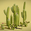 Various Cacti Plants Including Tall Columnar And Small Round Types With Pink Flowers