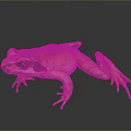Orange Frog With Black Eyes Standing On Gray Background Showing Reflection 3d model