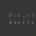 Golden Grass Plants on Black Background with Natural Reflections and Elegant Stems