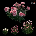Beautiful Pink And White Blooming Flowers With Lush Green Leaves In Garden