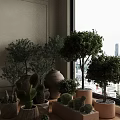 Decorative Bonsai Potted Plants On Indoor Window Sill With Various Species And Ceramic Terracotta Pots