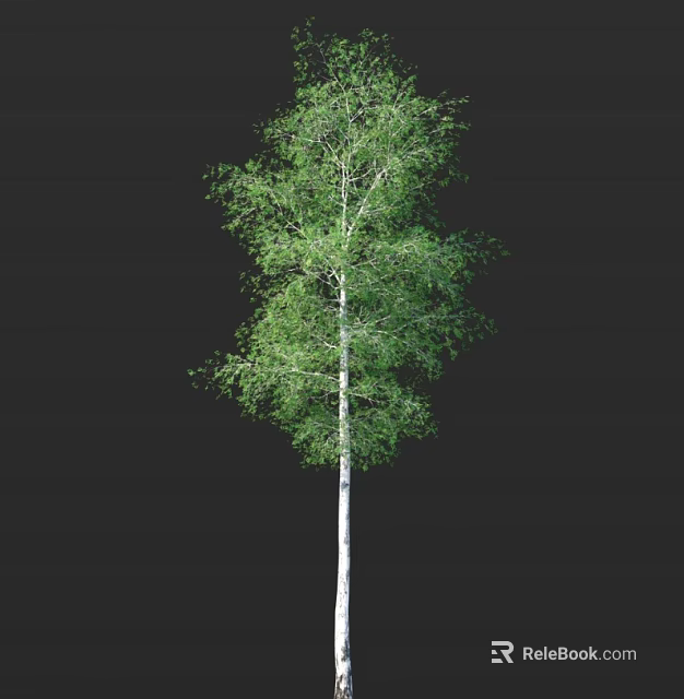 Birch Tree With White Trunk And Lush Green Leaves Standing Against Black Background 3d model 