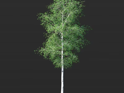 Birch Tree With White Trunk And Lush Green Leaves Standing Against Black Background 3d model