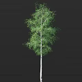 Birch Tree With White Trunk And Lush Green Leaves Standing Against Black Background