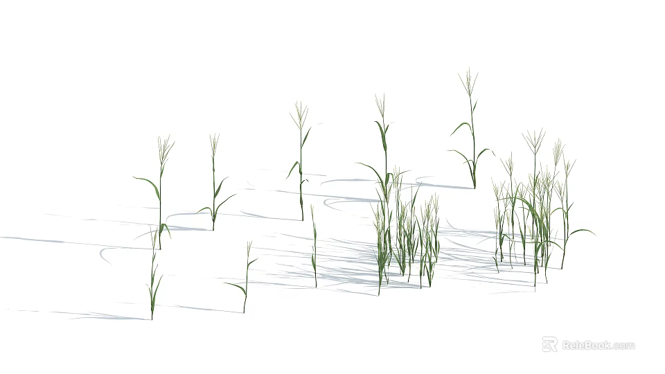Green Herbaceous Plants on White Background with Various Heights Stems and Cast Shadows 3d model 