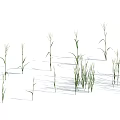 Green Herbaceous Plants on White Background with Various Heights Stems and Cast Shadows