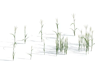 Green Herbaceous Plants on White Background with Various Heights Stems and Cast Shadows 3d model