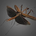 Detailed Brown Mantis with Spread Wings and Slender Legs on Gray Background