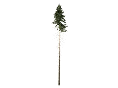 Tall Evergreen Tree with Slender Trunk and Lush Green Foliage Isolated on White Background 3d model