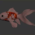 Red Metallic Goldfish With Large Tail Red Stripes On Dark Background