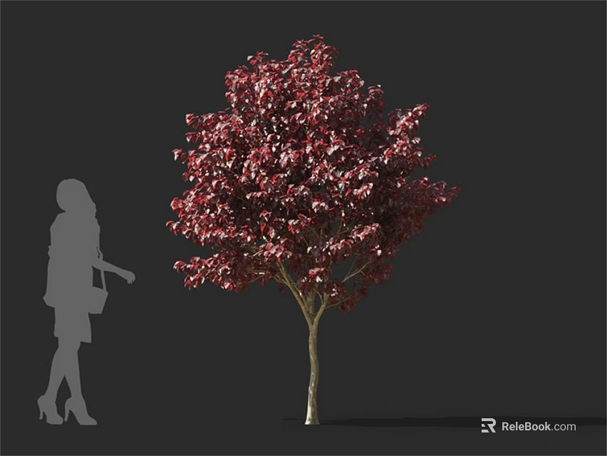 Arbor Tree With Dark Red Leaves And Female Silhouette On Gray Background 3d model 