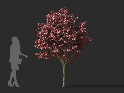 Arbor Tree With Dark Red Leaves And Female Silhouette On Gray Background 3d model
