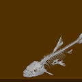 Detailed Aquatic Animal Fish Skeleton Structure On Black Background With Bone Anatomy