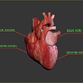 Heart Heart Model Human Heart Heart Anatomical Organ Human Organ Model Human Organ Human Body 3d model