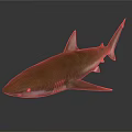 Realistic Brown Shark Model With Sharp Fins And Gray Background Reflection