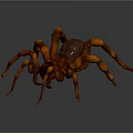 Orange Spider with Large Body and Jointed Legs on Gray Background