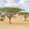 Vast Arid Desert Landscape With Rolling Sand Dunes And Sparse Trees Under Blue Sky