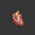 Detailed Human Heart Organ 3D Model with Anatomical Structure and Blue Vessels