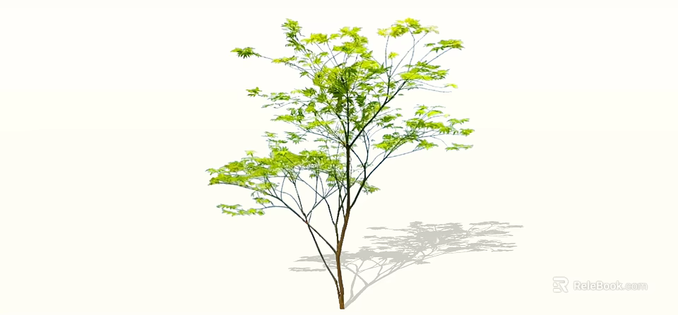 Green Leafy Arbor with Slender Branches and Shadow on White Background 3d model