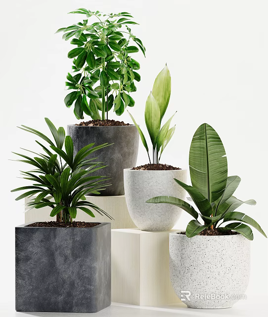 Elegant Potted Bonsai Plants With Lush Green Leaves In Gray And White Concrete Pots 3d model 