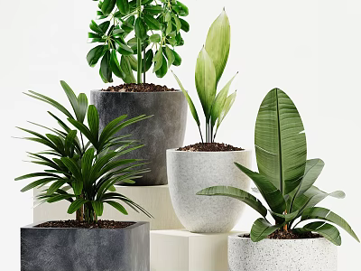 Elegant Potted Bonsai Plants With Lush Green Leaves In Gray And White Concrete Pots 3d model