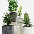 Elegant Potted Bonsai Plants With Lush Green Leaves In Gray And White Concrete Pots