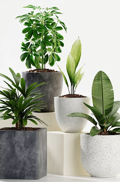 Elegant Potted Bonsai Plants With Lush Green Leaves In Gray And White Concrete Pots 3d model