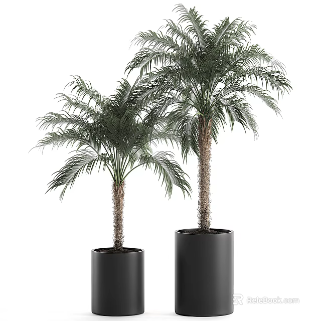 Two Potted Palm Trees in Black Cylindrical Pots for Indoor Decoration 3d model 