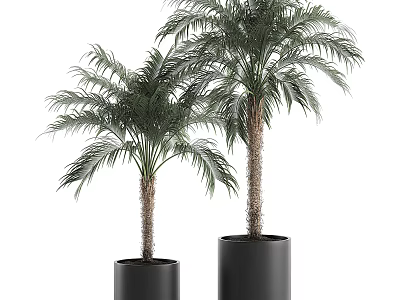 Two Potted Palm Trees in Black Cylindrical Pots for Indoor Decoration 3d model