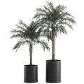 Two Potted Palm Trees in Black Cylindrical Pots for Indoor Decoration