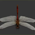 Red Dragonfly With White Wings And Yellow Eyes On Dark Background With Reflection