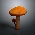Orange Mushroom with Large Cap and Smaller Mushroom Growing on Gray Background