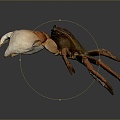 crab sea crab river crab hairy crab bread crab hermit crab big crab small crab marine animal fish 3d model