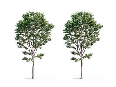 Two Healthy Arbor Trees with Lush Green Foliage Standing Tall on White Background 3d model