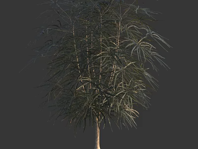 Lush Shrub With Slender Green Leaves Multiple Branches And Light Brown Trunk 3d model